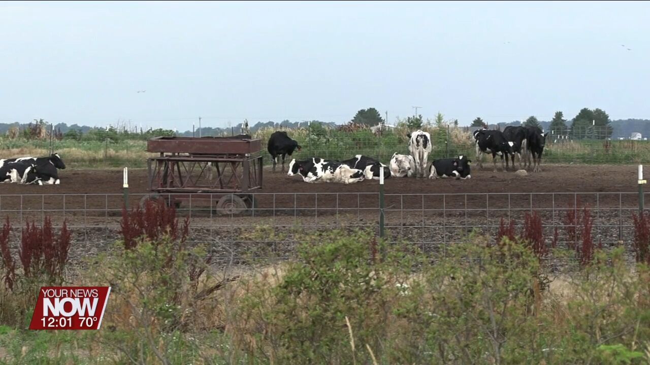 Loose cattle corralled after a barn fire in Putnam County
